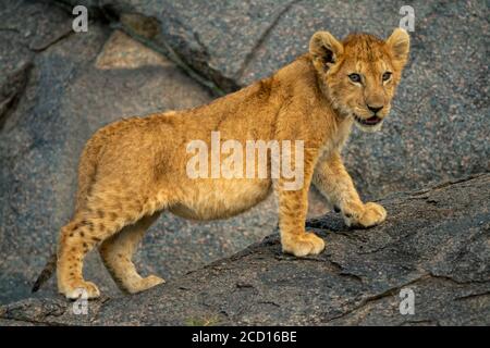 Portrait en gros plan du lion cub (Panthera leo) debout sur le rocher en regardant au loin; Tanzanie Banque D'Images