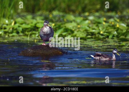 Deux canards sauvages sont assis sur l'eau bleue dans un calme retour d'eau Banque D'Images