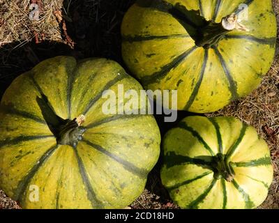Vue de dessus des citrouilles vertes Banque D'Images