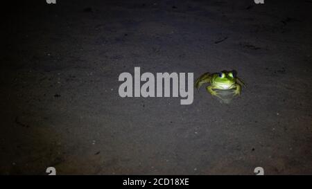 Une grenouille dans les eaux peu profondes du lac Pen la nuit dans le parc Algonquin, un parc provincial populaire de l'Ontario Banque D'Images