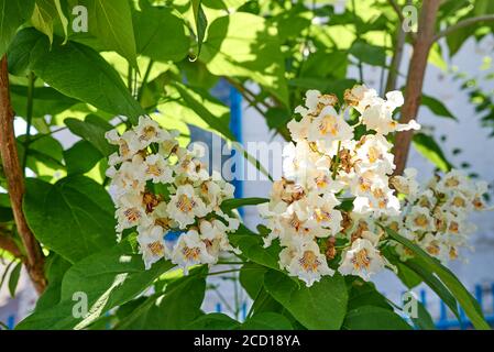 Catalpa bignonioides fleurit sur un fond de feuillage vert. Catalpa ou catawba est un genre de plantes à fleurs de la famille des Bignoniaceae Banque D'Images