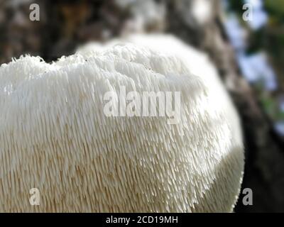 Les champignons sont une forme de champignons que l'on trouve dans des milieux naturels partout dans le monde; celui-ci se trouve dans une zone forestière du centre-nord de la Floride. Banque D'Images