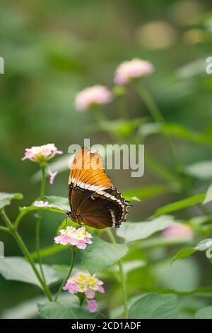 Un papillon à bout rouillé, assis sur un nectar de fleurs Banque D'Images