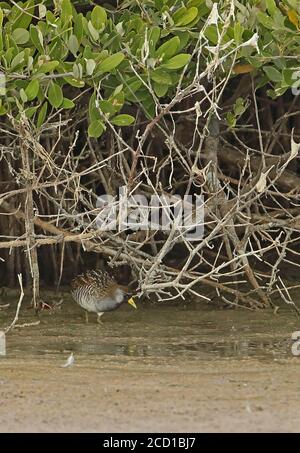 Sora (Porzana carolina) adulte se nourrissant sous les mangroves Cayo Coco, Cuba Mars Banque D'Images