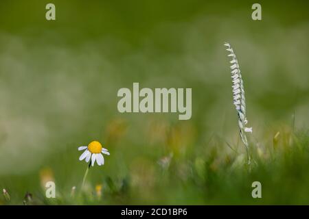 Tresses automnales; Spiranthes spiralis; Flower; Royaume-Uni Banque D'Images