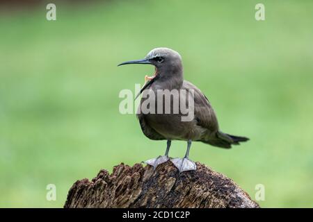 Noddi brun Anous stolidus ; Seychelles ; appel ; Banque D'Images