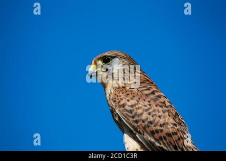 Gros plan d'une montre commune Kestrel Falco tinnunculus (captive) plumage brun rougeâtre tacheté contre un ciel bleu clair Banque D'Images