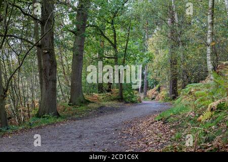 Forêt de Delamere ; Cheshire ; Royaume-Uni Banque D'Images