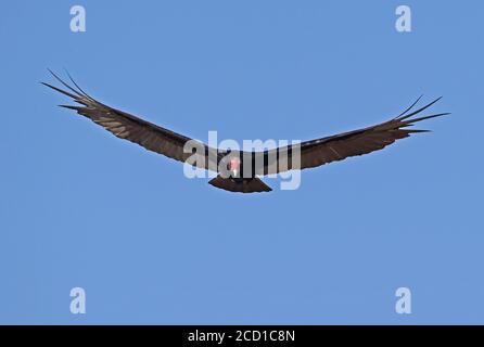 Turquie Vulture (Cathartes aura aura) adulte en vol péninsule de Zapata, Cuba Mars Banque D'Images