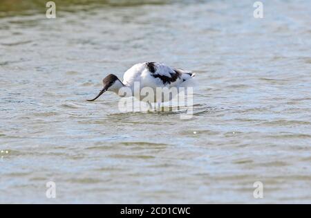 Avocet (Ricurviristra avosetta) Banque D'Images