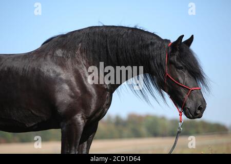 Portrait de l'étonnant cheval noir de la frise en automne Banque D'Images