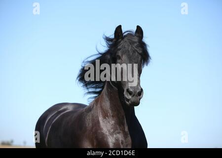 Portrait de l'étonnant cheval noir de la frise en automne Banque D'Images