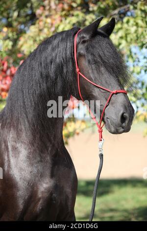 Portrait de l'étonnant cheval noir de la frise en automne Banque D'Images