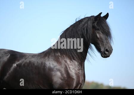 Portrait de l'étonnant cheval noir de la frise en automne Banque D'Images