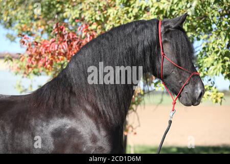 Portrait de l'étonnant cheval noir de la frise en automne Banque D'Images
