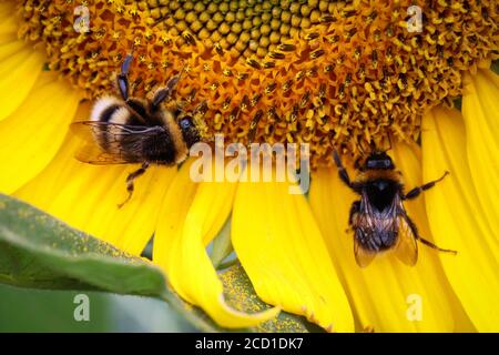 Tournesol Banque D'Images