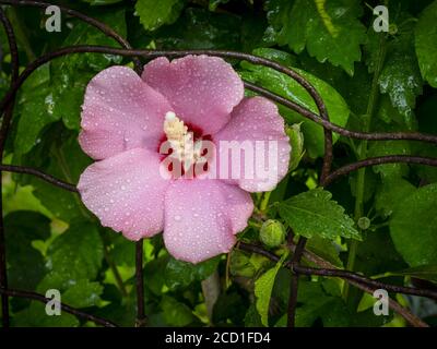 Rose rose de la fleur de sharon avec gouttes de pluie Banque D'Images