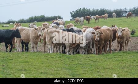 Format champ 16:9. Groupe de jeunes taureaux en pâturage se sont regroupés. Pour l'industrie du bétail au Royaume-Uni, l'élevage, les vaches, les races de bétail, le bœuf britannique Banque D'Images