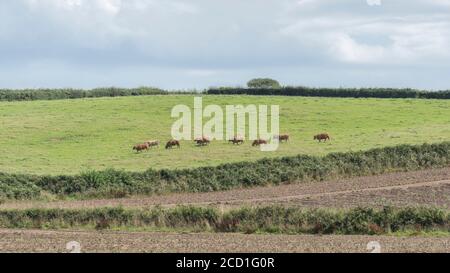 Format champ 16:9. Bétail brun pâturage dans un champ lointain de flanc de colline / pâturage dans le pâturage. Pour l'industrie du bétail au Royaume-Uni, l'élevage, les vaches, le bœuf au Royaume-Uni. Banque D'Images