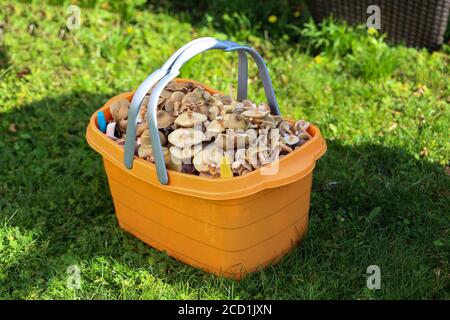 Champignons - UN panier rempli de champignons fraîchement cueillis est dans l'herbe. Banque D'Images