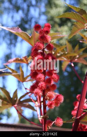 Plan vertical des fruits rouges d'une plante de ricin sur un arrière-plan flou Banque D'Images