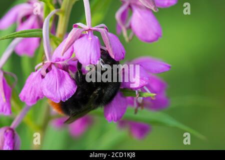 Abeille Bumble à queue rouge sur herbe de saule de baie rose Banque D'Images