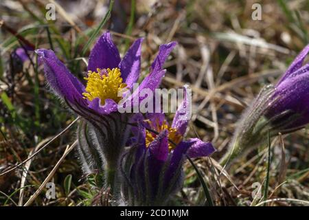 Fleur pourpre molletonnée patens oriental Pulsatilla pappeflower Banque D'Images
