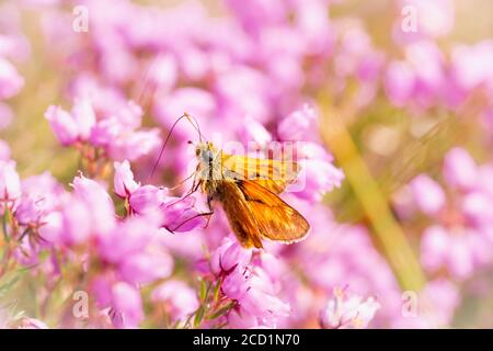 Un grand papillon de skipper (Ochlodes sylvanus) Il est situé sur la bruyère ensoleillée de la côte de Norfolk Banque D'Images