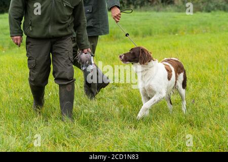 Chien de perdrix hollandais, Drentse patrijs hond, marchant sur une laisse avec deux chasseurs tenant un pigeon dans un champ Banque D'Images