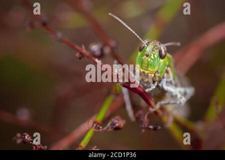 La sauterelle attend sur la végétation dans le Suffolk heathland Banque D'Images