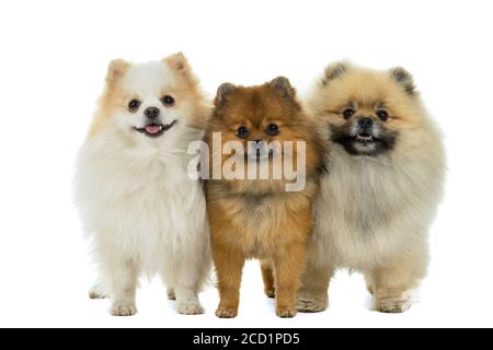 Trois chiens de Poméranie - Dwarf Spitz debout dans une rangée isolé sur un fond blanc Banque D'Images