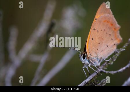 Vue latérale d'un petit cuivre (Lycaena phlaeas) Assis sur la bruyère à Cavenham Heath Banque D'Images