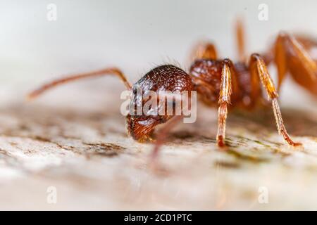 Gros plan d'un fourmis rouge (Formica sp) Collecte d'eau sur un arbre de FallenCl dans un bois de Suffolk Banque D'Images