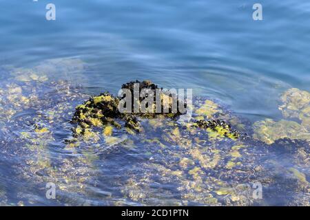 Vagues frappant les moules sauvages sur les rochers Banque D'Images