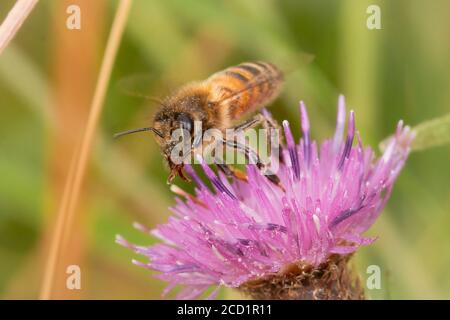 Une abeille vole entre les fleurs de la tweed tout en nettoyant le pollen de lui-même de la dernière fleur Banque D'Images