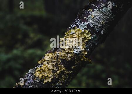 Tronc d'arbre recouvert de mousse dans la forêt du nord Banque D'Images