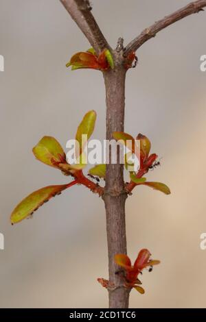 Les fourmis faisant une colonie sur Hamelia patens plantent sur le jardin de la terrasse. Les noms communs incluent le buisson de feu, le buisson d'colibri, le buisson de scarlet, et la tête rouge. Banque D'Images