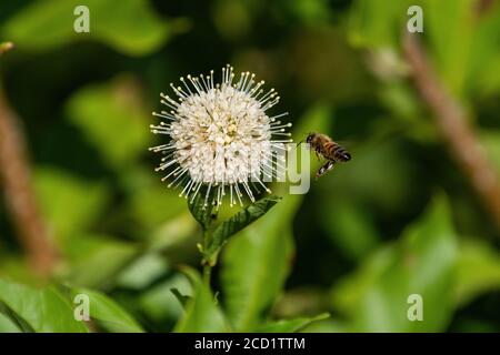 L'abeille avec ses jambes pendantes vers le bas comme il vole près d'une fleur blanche, à pointes sur une plante de butonbush commun pour semer le pollen. Banque D'Images