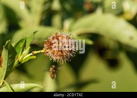 Un Honeybee montrant est un visage mignon et des jambes bancales comme il se hait sous une fleur de buttonbush commune qui a commencé à flétrir dans la chaleur de l'été. Banque D'Images