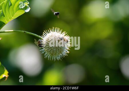 Deux abeilles domestiques se sont occupées à rassembler le nectar et à polliniser une fleur de butonbush commune à pointes, tandis qu'une troisième abeille vole au-dessus. Banque D'Images