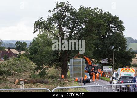 Offchurch, Royaume-Uni. 24 août 2020. Un travailleur de HS2 gonfle un chêne mûr le long de la voie Fosse dans le cadre de travaux liés à la liaison ferroviaire à grande vitesse HS2. Le projet controversé d'infrastructure HS2 devrait actuellement coûter 106 milliards de livres sterling et détruire ou impacter de manière significative de nombreux habitats naturels irremplaçables, dont 108 anciennes terres boisées. Crédit : Mark Kerrison/Alamy Live News Banque D'Images