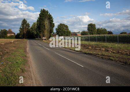 Offchurch, Royaume-Uni. 24 août 2020. Les conifères de la route nationale à cycle 41 ont été abattus dans le cadre des travaux de la liaison ferroviaire à grande vitesse HS2. Le projet controversé d'infrastructure HS2 devrait actuellement coûter 106 milliards de livres sterling et détruire ou impacter de manière significative de nombreux habitats naturels irremplaçables, dont 108 anciennes terres boisées. Crédit : Mark Kerrison/Alamy Live News Banque D'Images