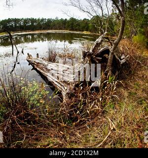 The Woodlands TX USA - 01-09-2020 - Dead Tree in Lac Banque D'Images