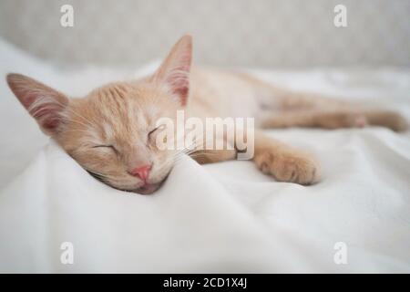 Un petit chaton affectueux aux cheveux rouges dort sur une couverture blanche. Amour pour les animaux. Banque D'Images