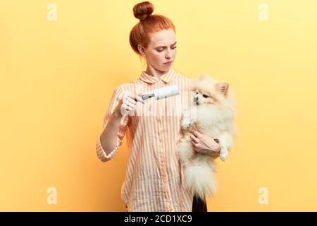 élégante fille au gingembre essayant d'enlever les poils impairs de son animal. portrait en gros plan isolé fond jaune, s'occuper de votre chien préféré. Banque D'Images