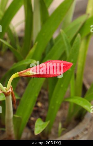 Gouttes d'eau de pluie sur la fleur de Lily rouge Amaryllis qui est prête à fleurir. Amaryllis Lily est une fleur en forme de trompette de couleur rouge, jaune et blanche. Banque D'Images