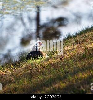 The Woodlands TX USA - 02-07-2020 - Femme assis de canard Par Étang Banque D'Images