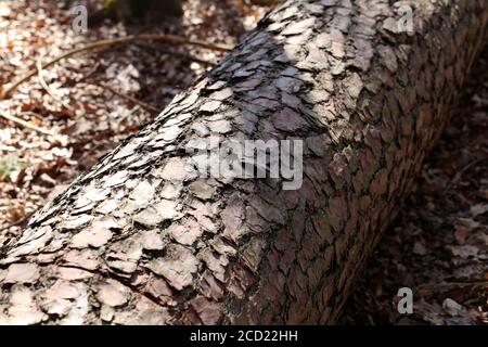 Tronc d'arbre allongé dans le sol forestier Banque D'Images