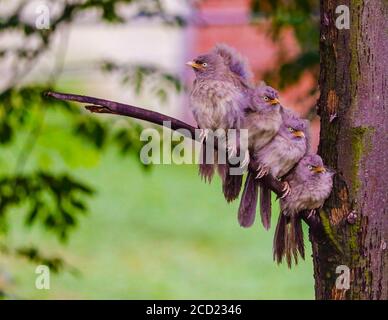 Jungle Babblers-Argya striata sur un arbre après la pluie. Oiseaux grégaires trouvés dans de petits groupes de six à dix oiseaux, connus sous le nom de sept Sœurs/Saath bhai. Banque D'Images