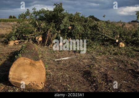 Offchurch, Royaume-Uni. 24 août 2020. Des arbres sur la voie de Fosse ont été abattus dans le cadre des travaux de la liaison ferroviaire à grande vitesse HS2. Le projet controversé d'infrastructure HS2 devrait actuellement coûter 106 milliards de livres sterling et détruire ou impacter de manière significative de nombreux habitats naturels irremplaçables, dont 108 anciennes terres boisées. Crédit : Mark Kerrison/Alamy Live News Banque D'Images